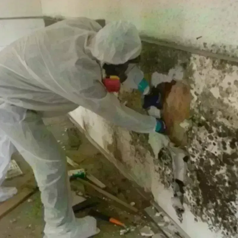 Mold Remediation and Removal in Hamlin, TX